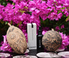 Boab + Rosehip Face & Body Oil with Vit E / 50 ml
